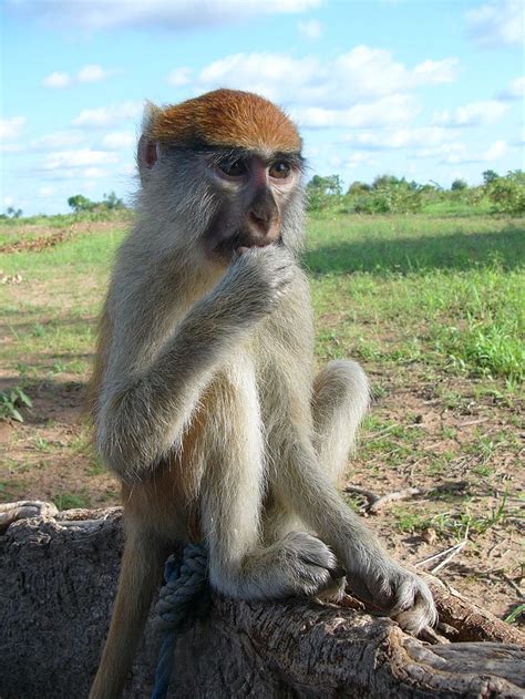Erythrocebus Patas Patas Burkina Faso Patas Monkey Wikipedia