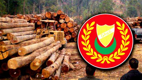 A 'white flag' used by the orcs. Logging trail at Ulu Muda forest sparks water shortage ...