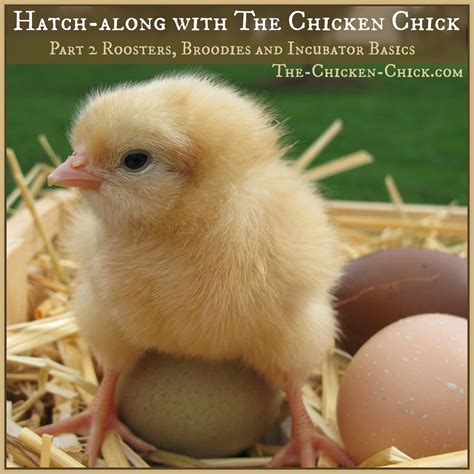 Hatching your little darlings follows a schedule. Hatch-along with The Chicken Chick: Part 2, Roosters ...