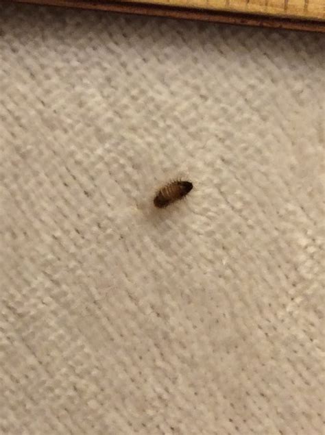 Tiny Brown Bugs In Bedroom