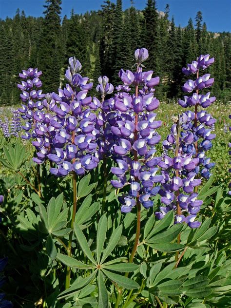 A flower, sometimes known as a bloom or blossom, is the reproductive structure found in flowering plants (plants of the division magnoliophyta, also called angiosperms). Lupinus arcticus - Wikipedia