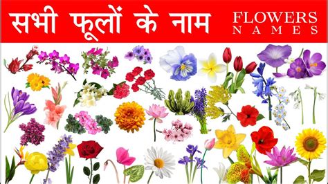 Flowers Name In Hindi And English With Pictures Phoolon Ke Naam English