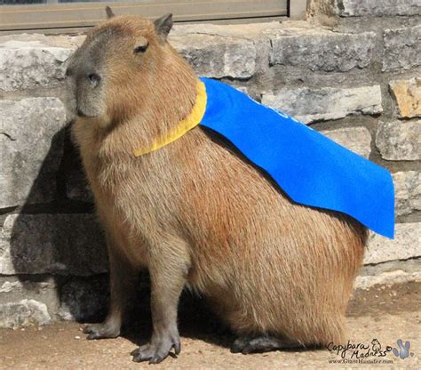 A Capybara Is Wearing A Blue Cape