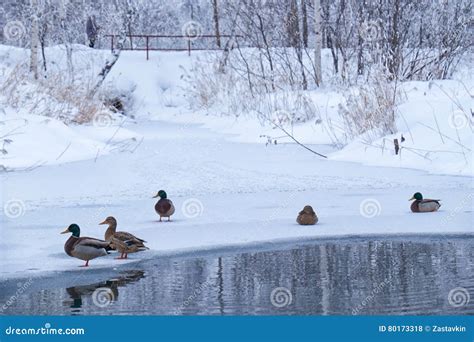 Wild Ducks Swim In A Winter Pond Among Ice And Snow Stock Photo Image