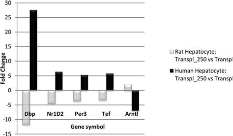 Comparative Mrna Expression Of Circadian Related Transcripts In Nude