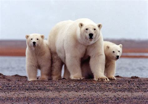 Lední Medvědi Se Stále častěji Mění V Kanibaly Hlásí Ruští Vědci