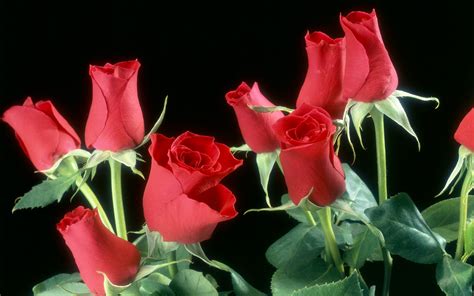 Red Roses Flowers Wallpapers Hd Wallpapers Id 5757