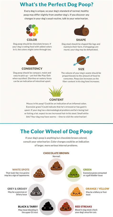 Poop Problems What You Should Know About Dog Diarrhea Proud Dog Mom