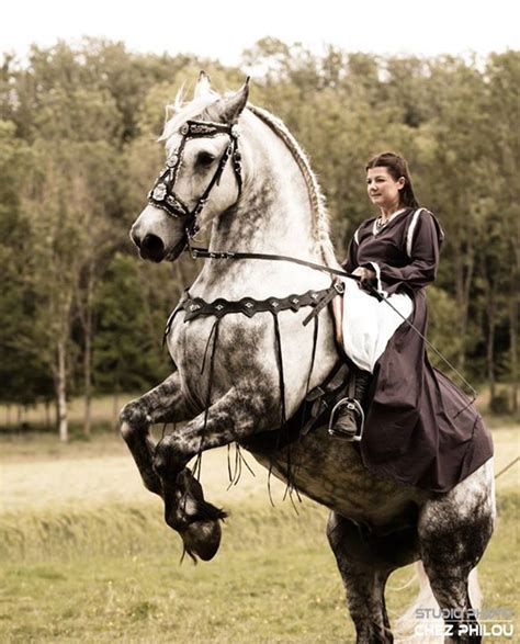 1st Medieval Festival Of Carspach Drafthorse Horse Medieval Horse