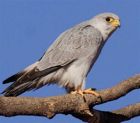 The Grey Falcon Falco Hypoleucos Is A Rare Medium Sized Falcon