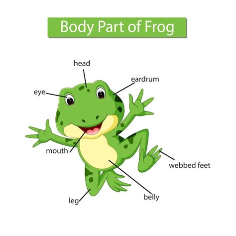 Diagrama Que Muestra Parte Del Cuerpo De La Rana Vector Premium