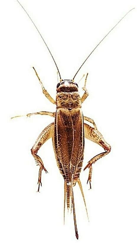 The home of cricket on bbc sport online. Pet Lizard Live Cricket Feeders - Alive Insect