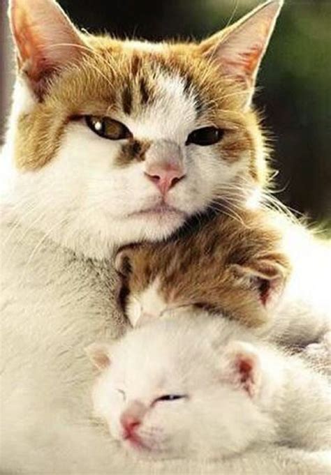 Do Mother Cats Love Their Kittens Mother Yuq