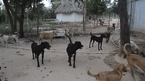 Refugio Animal Tierra De Animales En México Ayuda En Línea