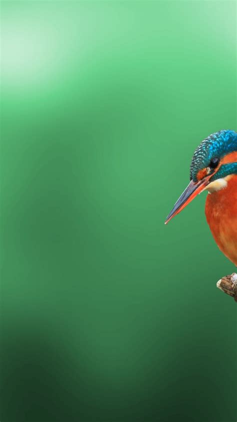 Kingfisher Bird 4k Hd Wallpaper 720x1280 Hd Wallpaper