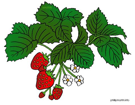 Wild Vegetables Clipart 20 Free Cliparts Download Images On
