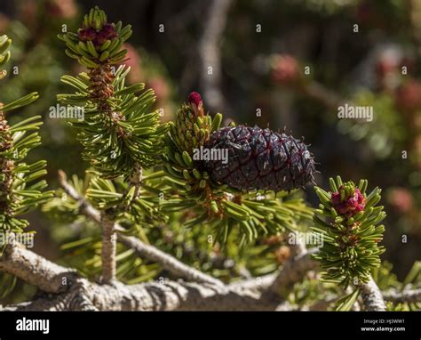 Bristlecone Pine Pinus Longaeva Female Cone With Bristles And Male