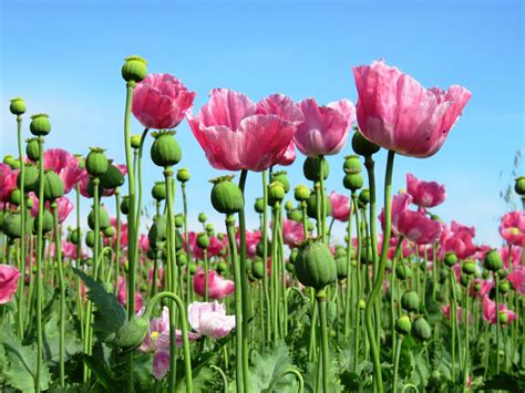 Free Images Petal Tulip Pink Poppy Flower Flowering Plant