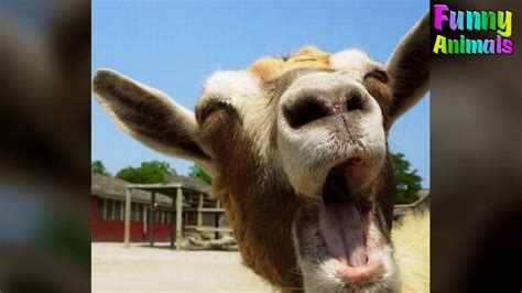 49 goat memes ranked in order of popularity and relevancy. Funny Goats Screaming like Humans - Funny Animals Video ...