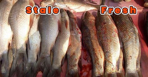 How To Identify Fresh Fish And Avoid Purchasing Stale Fish
