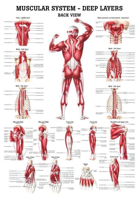 71 Best Muscles Nerves Human Anatomy Images On Pinterest Human Body