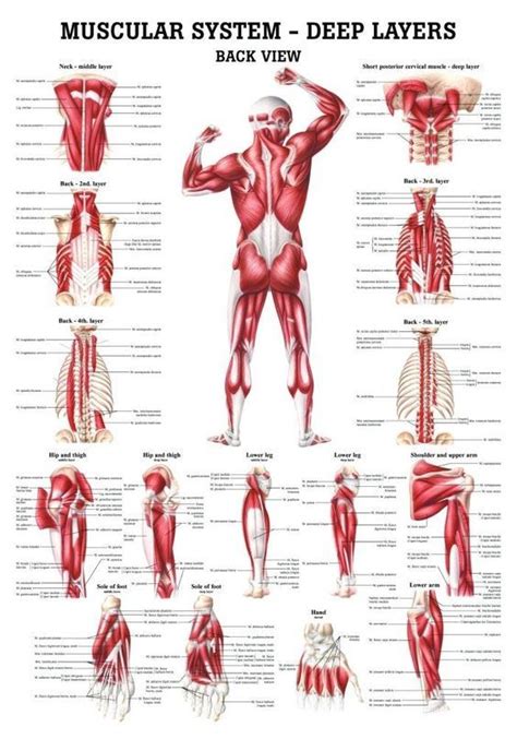 Money back guarantee on all orders. 71 best Muscles Nerves Human Anatomy images on Pinterest ...