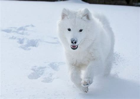 7 Great Snow Dog Breeds With Images Dog Breeds Cold Weather Dog