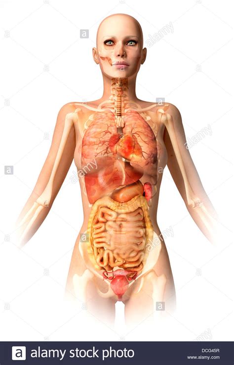 By one widely used definition, 79 organs have been identified in the human body. Anatomy of female body with bone skeleton and all internal organs Stock Photo, Royalty Free ...
