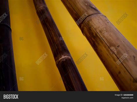 Bamboo On Yellow Image And Photo Free Trial Bigstock
