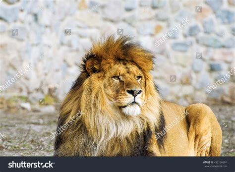 Beautiful Mighty Lion Stock Photo 433128601 Shutterstock
