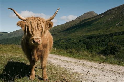 Scotland Highland Cow Cattle Mammal Nature Scotland Highland