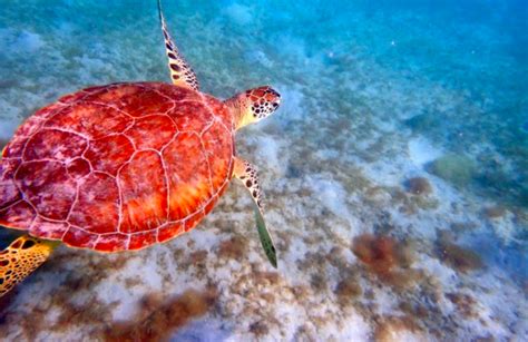 The Endangered Species Act May Change Negatively Affecting Sea Turtles