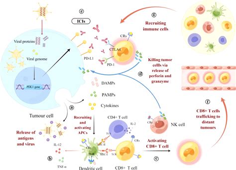Frontiers Oncolytic Viruses Combined With Immune Checkpoint Therapy
