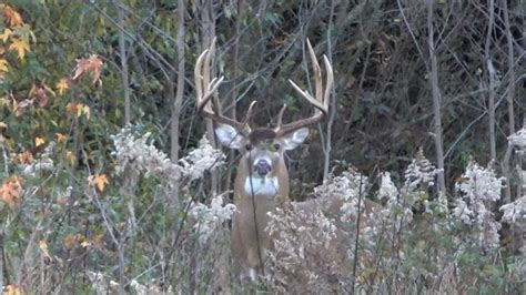 Illinois Public Land Southern Illinois Giant Buck Youtube