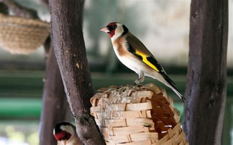Keeping Birds Warm In An Outside Aviary Thriftyfun