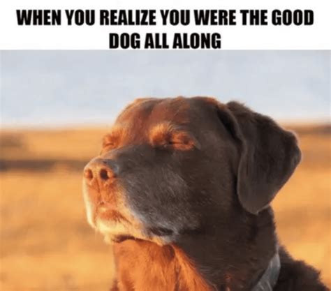 50 Hysterical Dog Memes That Will Make You Laugh