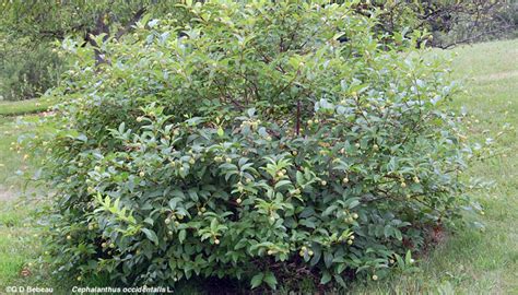 Buttonbush Cephalanthus Occidentalis L