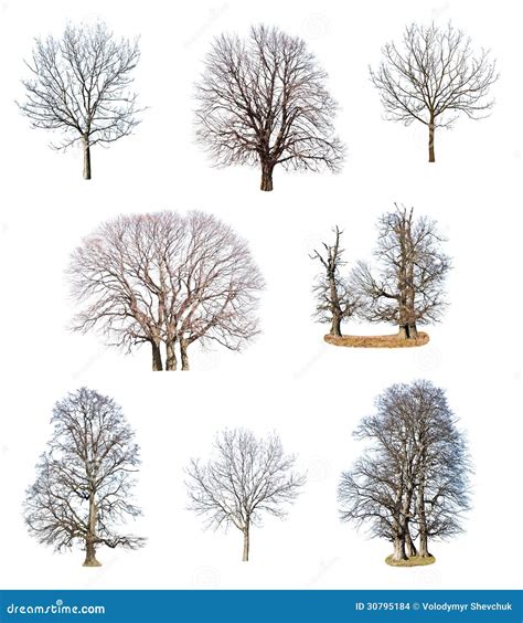 Collections Of Tree Stock Photo Image Of Branch Single 30795184