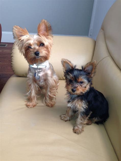 People like to keep them as their pets and love them like their family. My girls. Yorkie haircutHaircuts Yorkie, Domino Haircuts, Yorkie Haircuts, Yorkshire Terriers