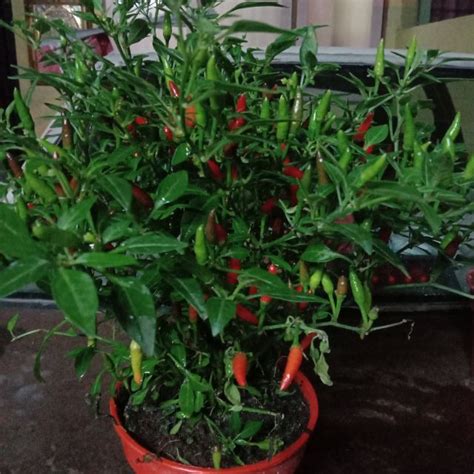 Pokok Cili Api/Pokok cili padi | Shopee Malaysia