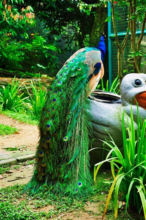 Book your tickets online for bali bird park, gianyar: Executive Taxi Services: KL Bird Park