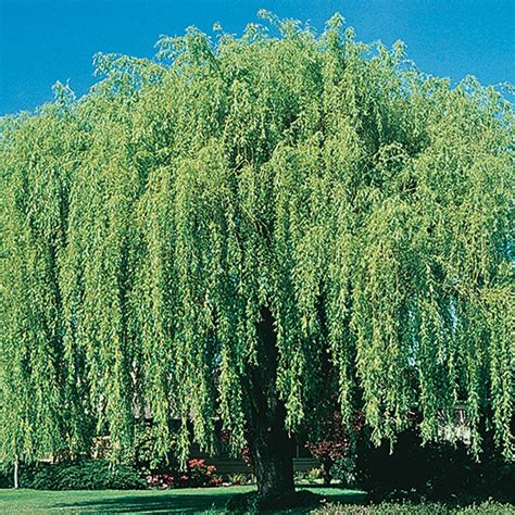 Weeping Willow Tree Trees And Shrubs From Gurneys