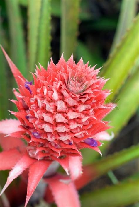 Flowering Pineapple Growing On A Stock Image Colourbox