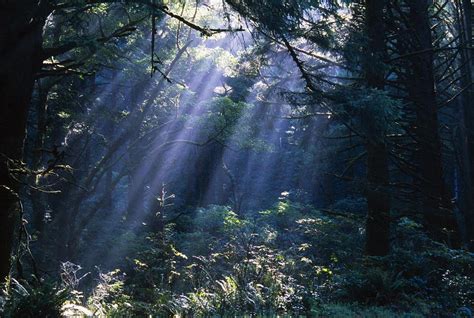 Sun Beams Through Fog And Forest Trees Photograph By