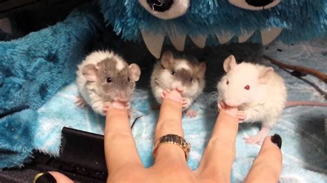 Pet Rats Little Nibbling Pet Rats Cutest Rat Babies Ever