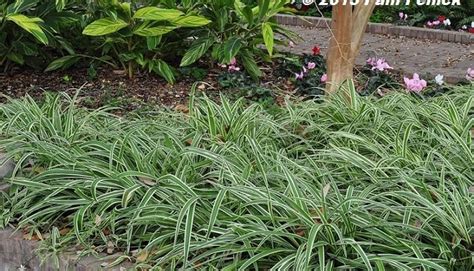 Care Of Spider Plants Outdoors How To Grow A Spider Plant Outside
