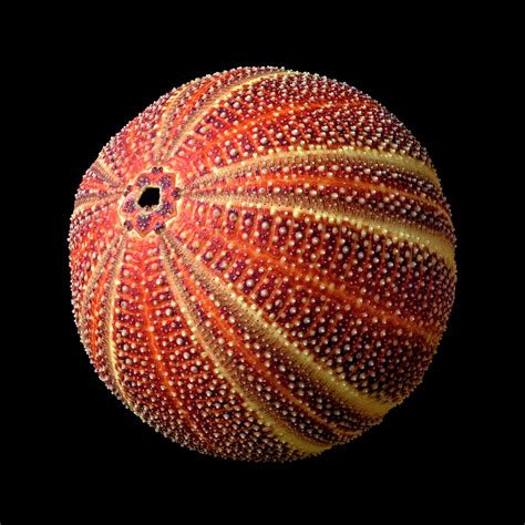 Sea Urchin 2 Photograph By Jim Hughes Fine Art America