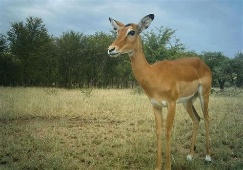I Just Classified This Image On Snapshot Serengeti Serengeti