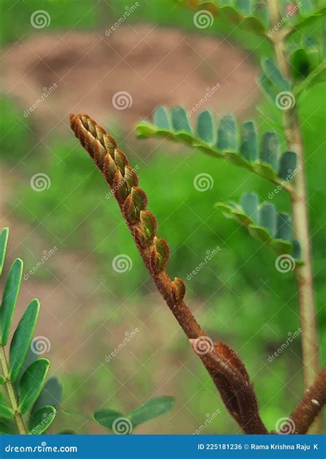 Budding Leaf Of Leucaena Leucocephala Stock Photo Image Of Tree