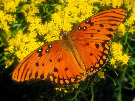111 Beautiful Butterflies Wallpapers Hottest Pictures And Wallpapers